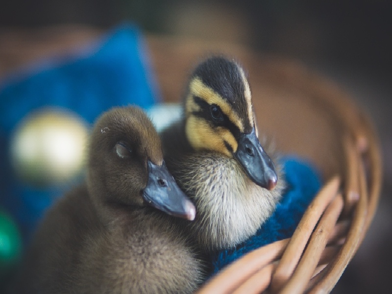 张女士成功案例